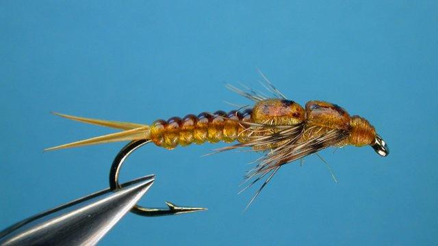 Stonefly Nymph, Bead Head, Rubber Leg, Golden