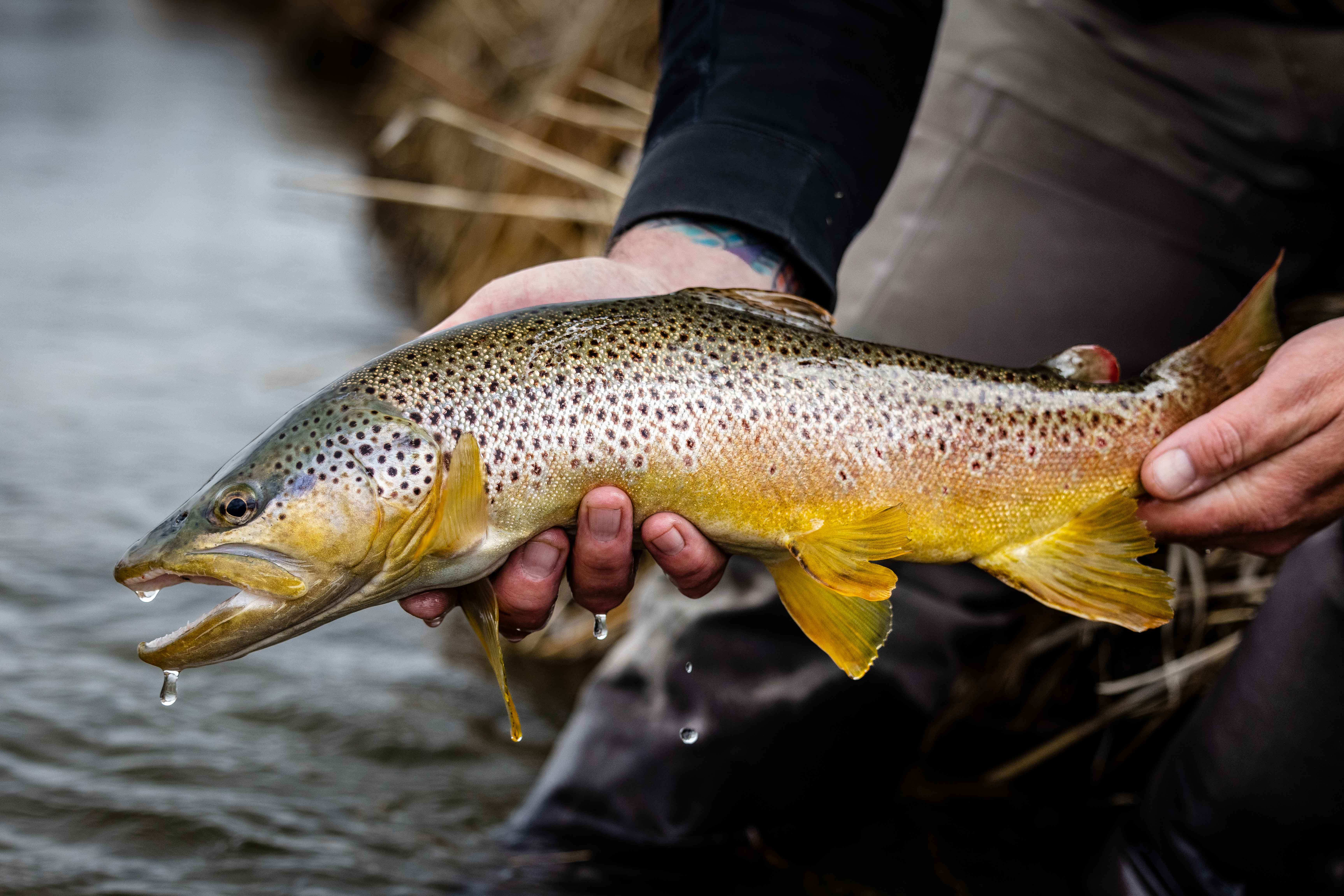 fly fishing guided trips near me