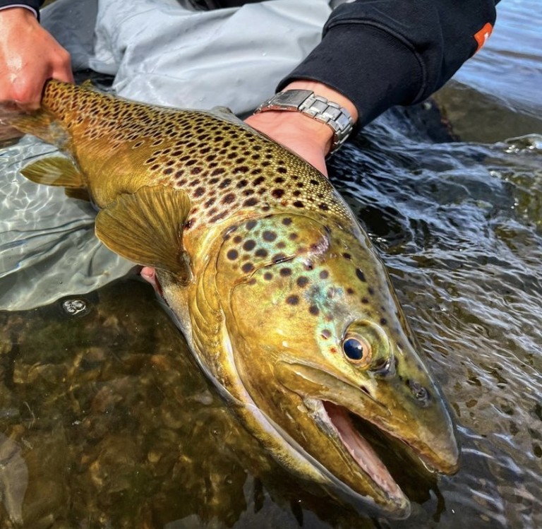 South Platte River – Dream Stream - Angler's Covey