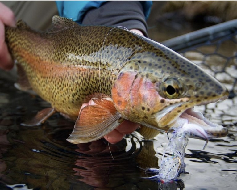 South Platte River – Dream Stream - Angler's Covey