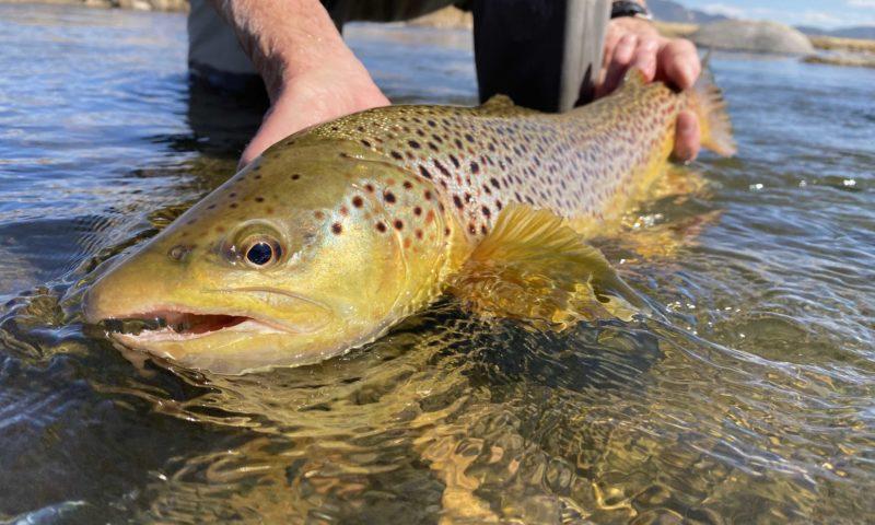 Angler displays large bass caught in the South Platte river.