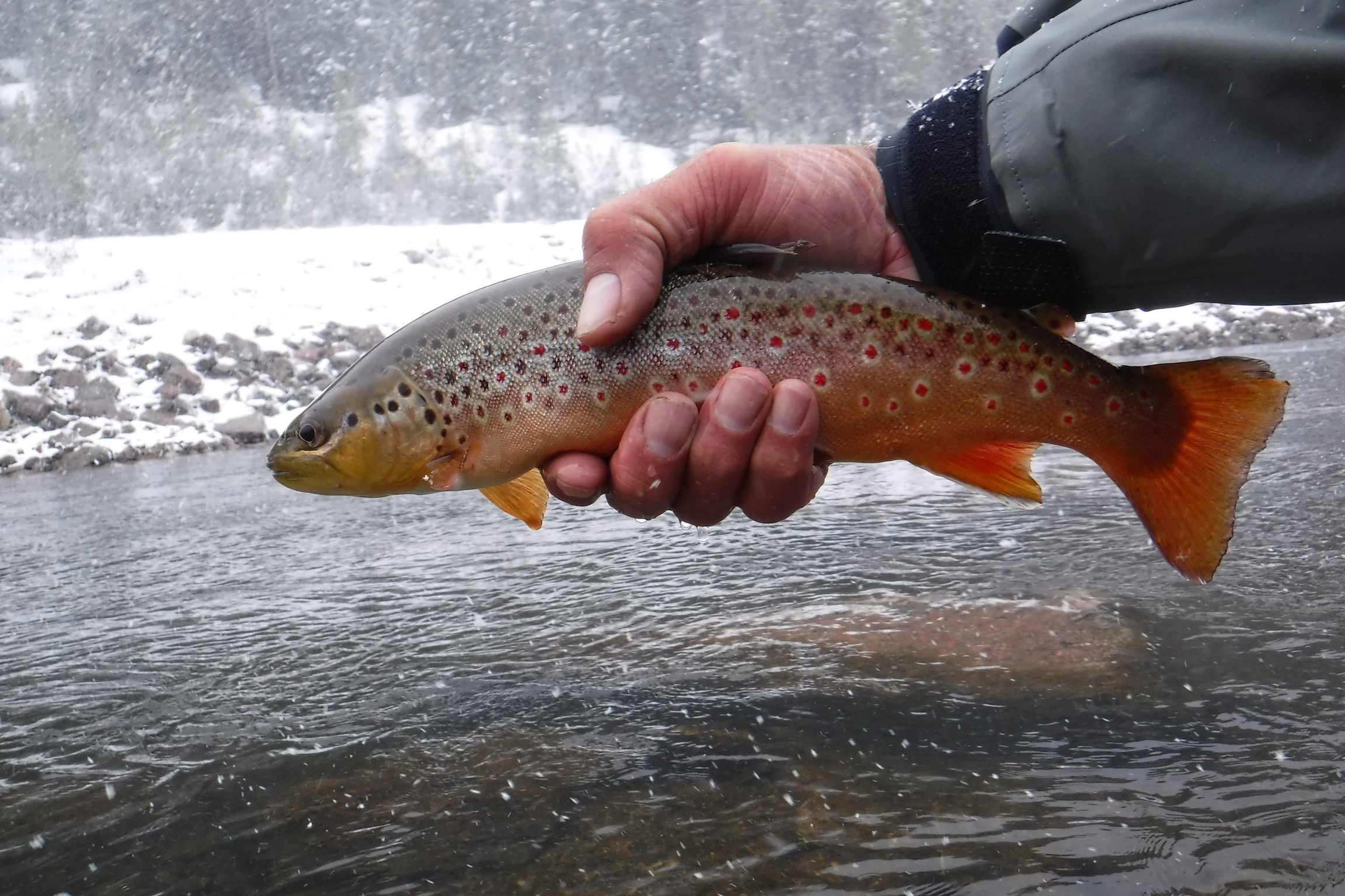 Winter Fly Fishing  Colorado Angling Company