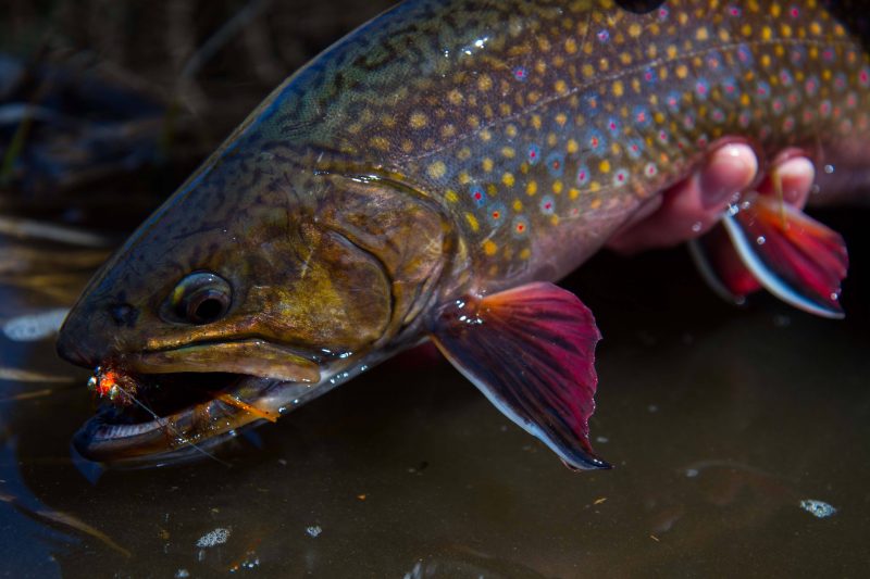 This beautiful brook trout is one of the reasons to take that hike!