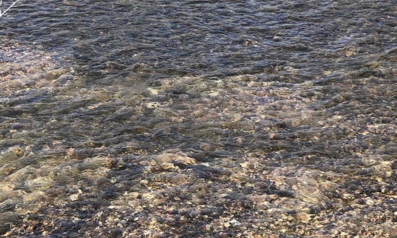 fish on the spawning bed