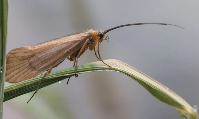 Bug of the Month: The Midge - Angler's Covey