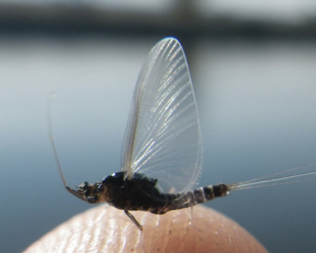 July Bug of the Month: The Trico - Angler's Covey