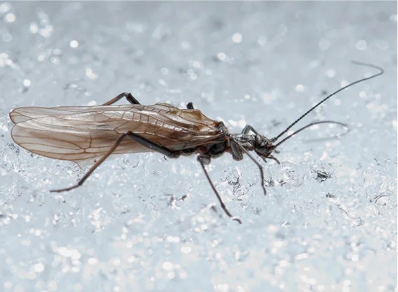 An adult stonefly prepares to return to the water. 