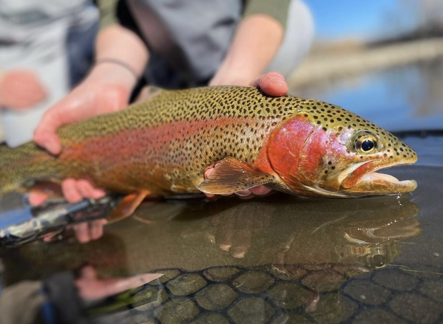 Colorado Fishing 101