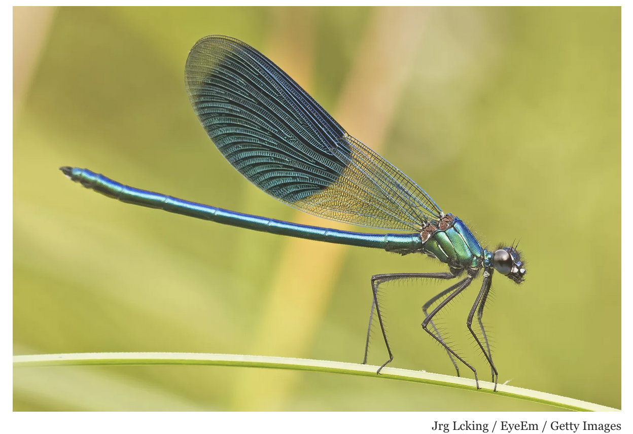 What's that buzz? It's the Damselfly! - Angler's Covey
