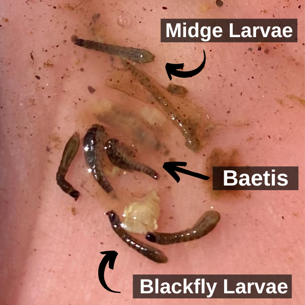 Bug of the Month: The Often Ignored Blackfly Larvae - Angler's Covey