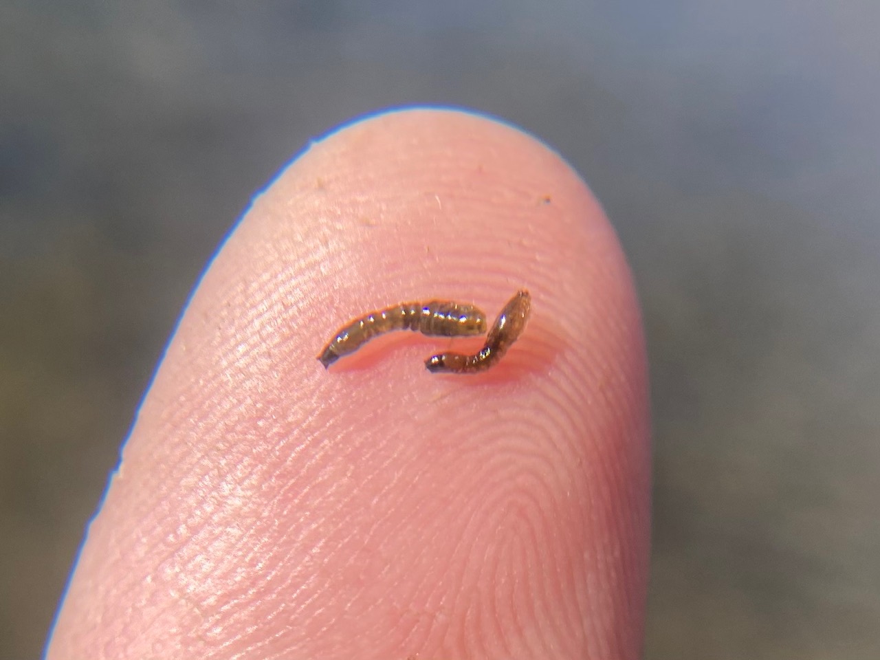 Larva live for fishing stock image. Image of crawl, diet - 159779685